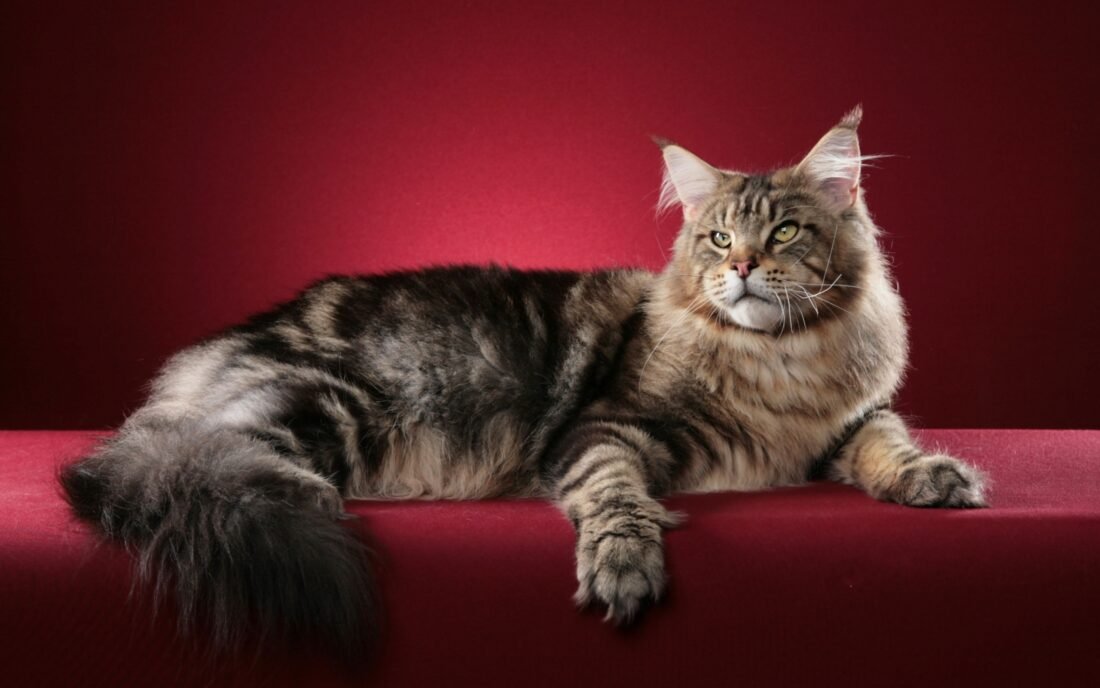 Maine Coon Cat