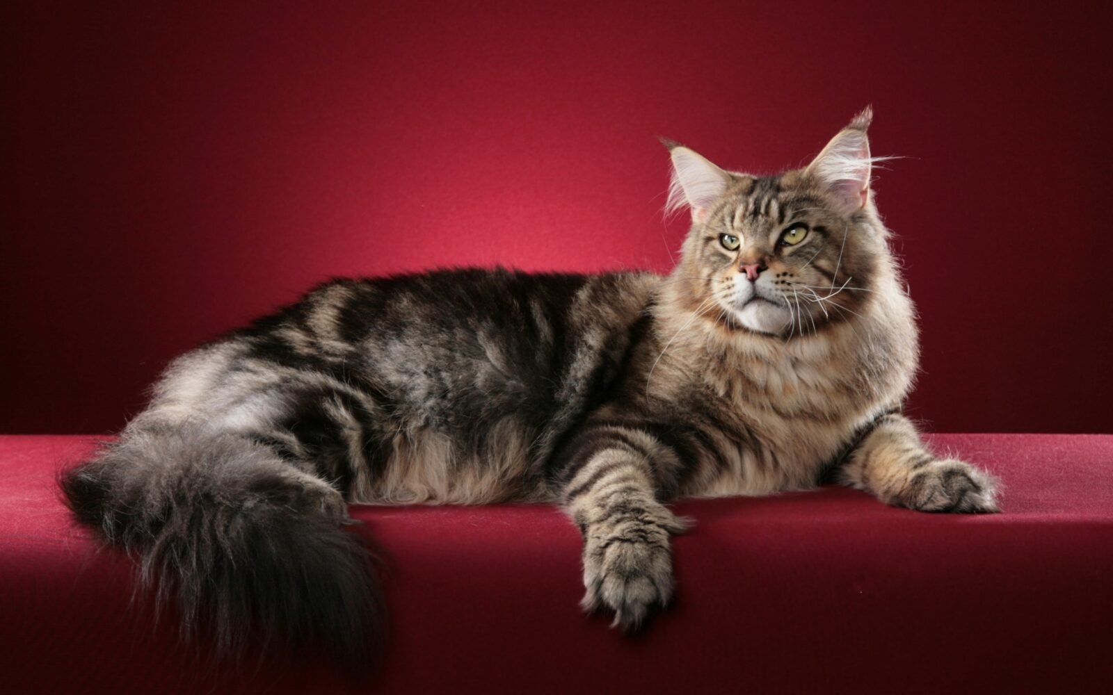 Maine Coon Cat