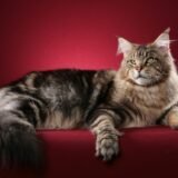 Maine Coon Cat