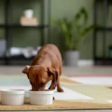 anak anjing kecil sedang makan