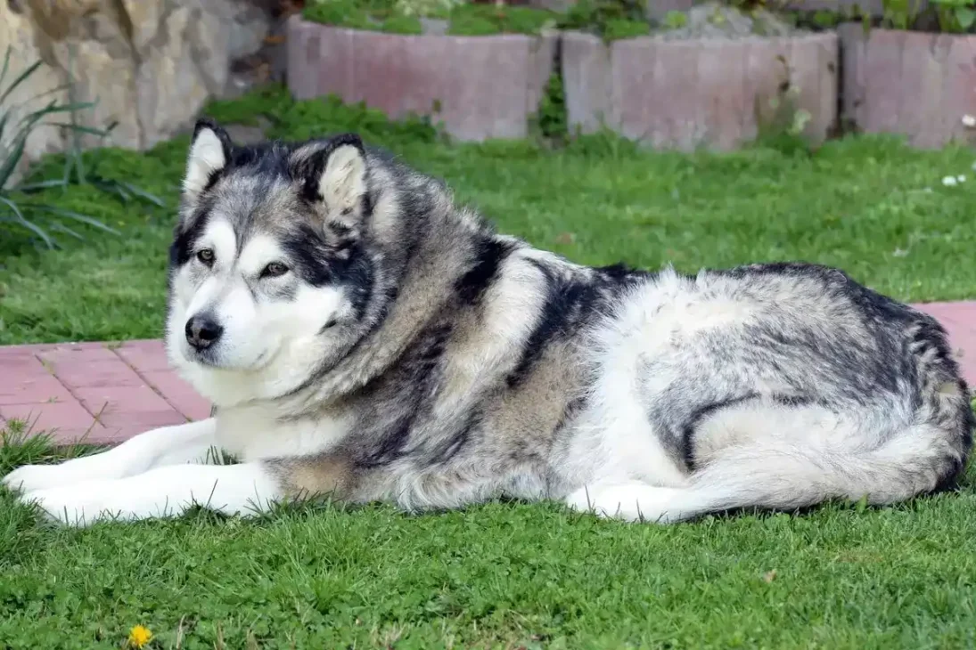 anjing alaskan malamute berbaring di atas rerumputan