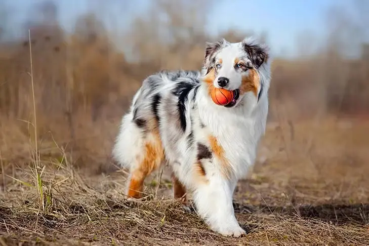 anjing australian sheherd