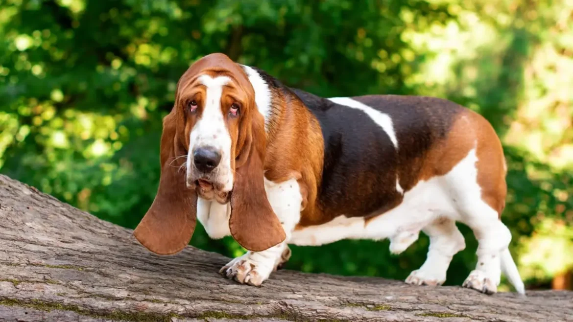 besast hound berjalan di atas dahan pohon