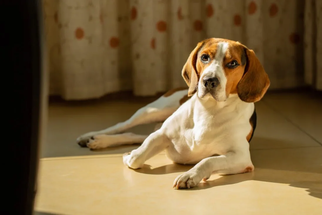 anjing beagle sedang berbaring santai