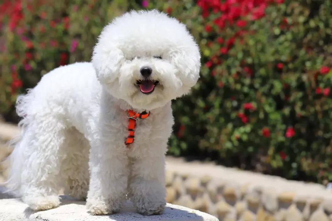 anjing bichon frise sedang melihat ke arah kamera