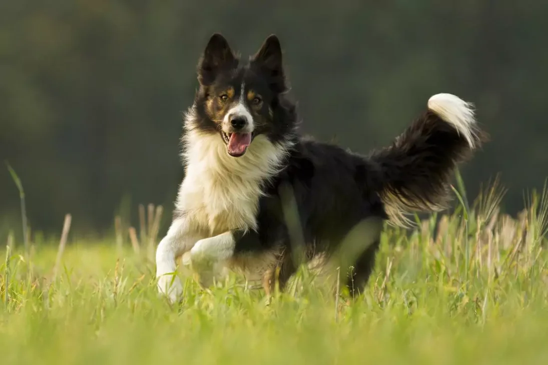 anjing border collie berlari di rerumputan
