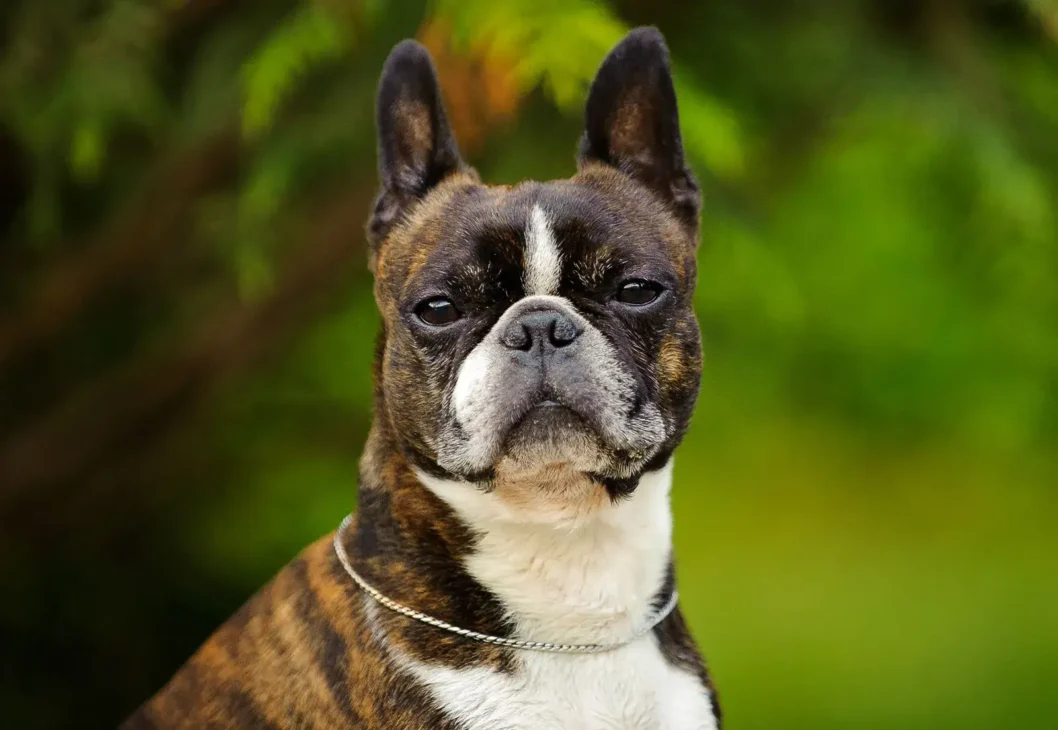 anjing boston terrier