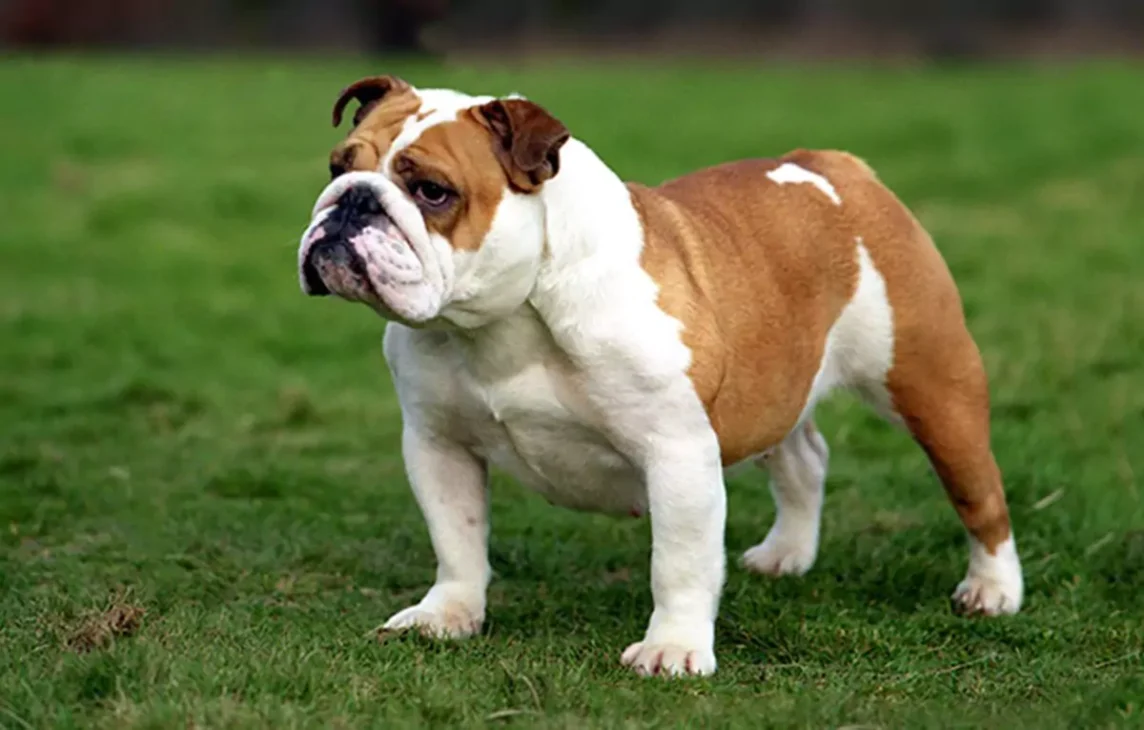 anjing bulldog berdiri di atas rerumputan