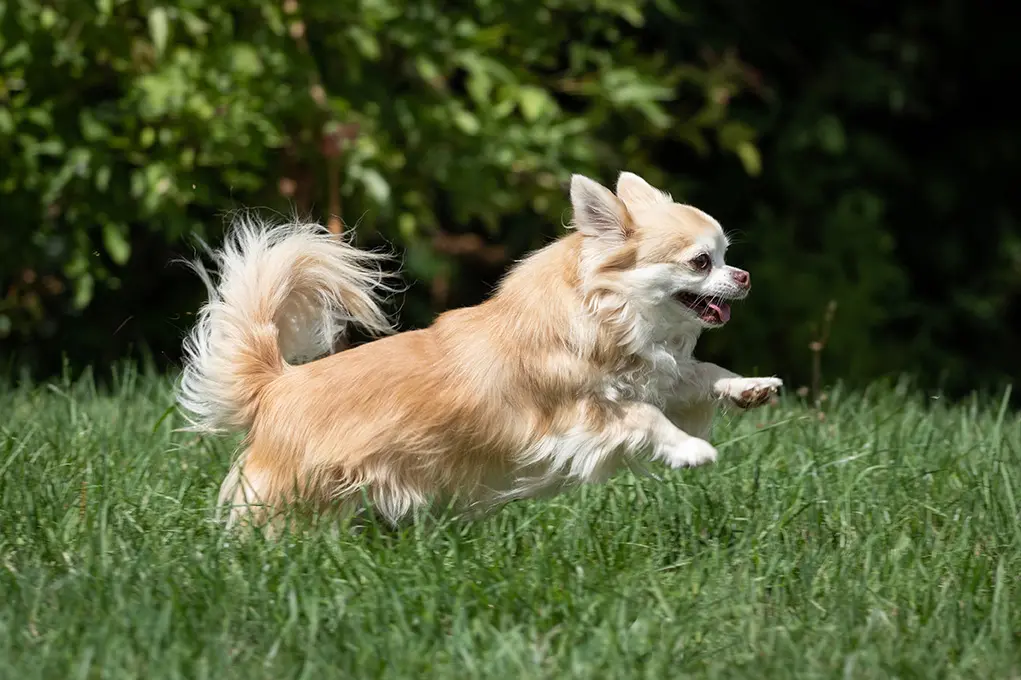 anjing chihuahua sedang melompat di rerumputan
