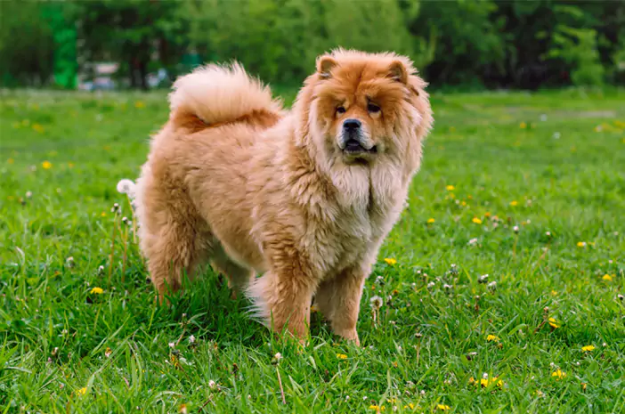 anjing chow chow sedang berjalan di rerumputan
