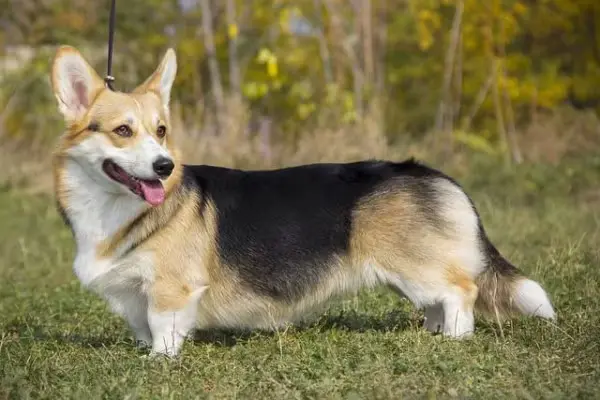 anjing corgi bermain di rerumputan