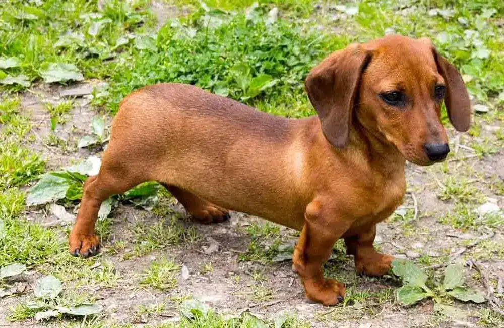 anjing dachsund atau tekel