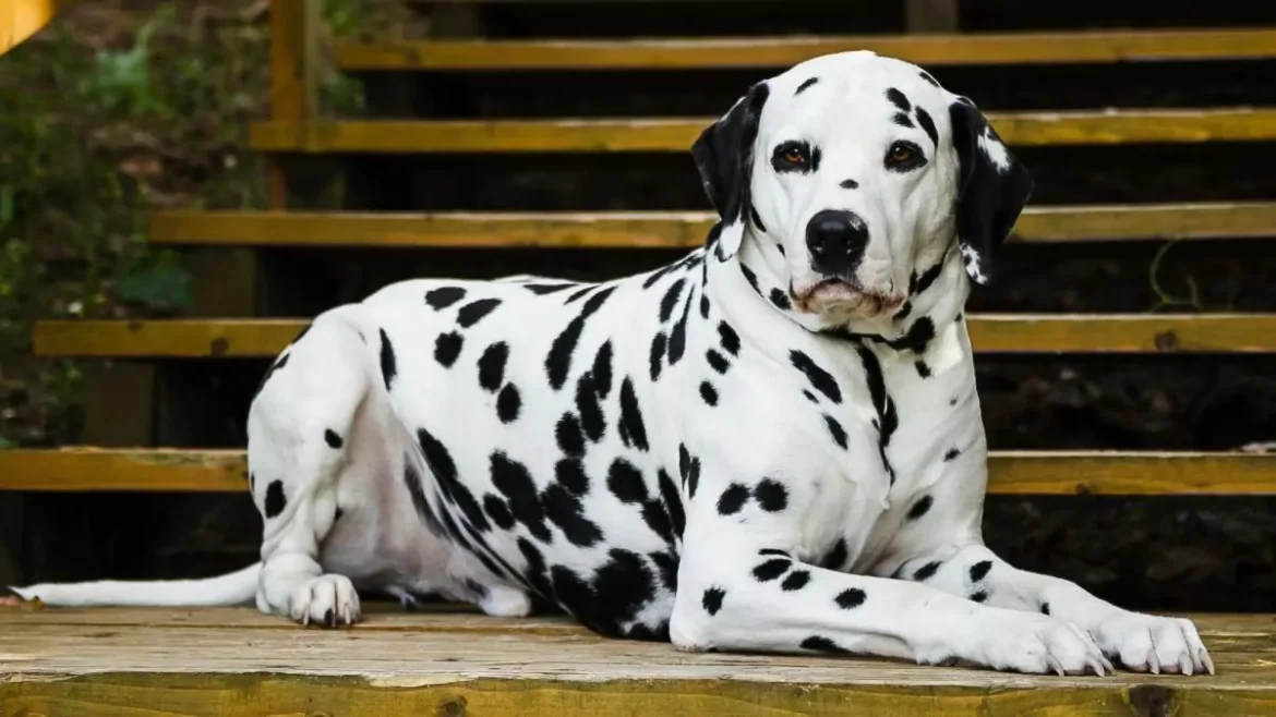 anjing dalmatian