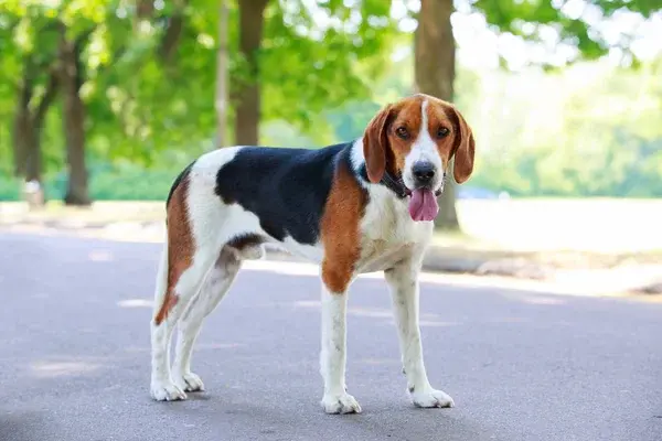anjing foxhound