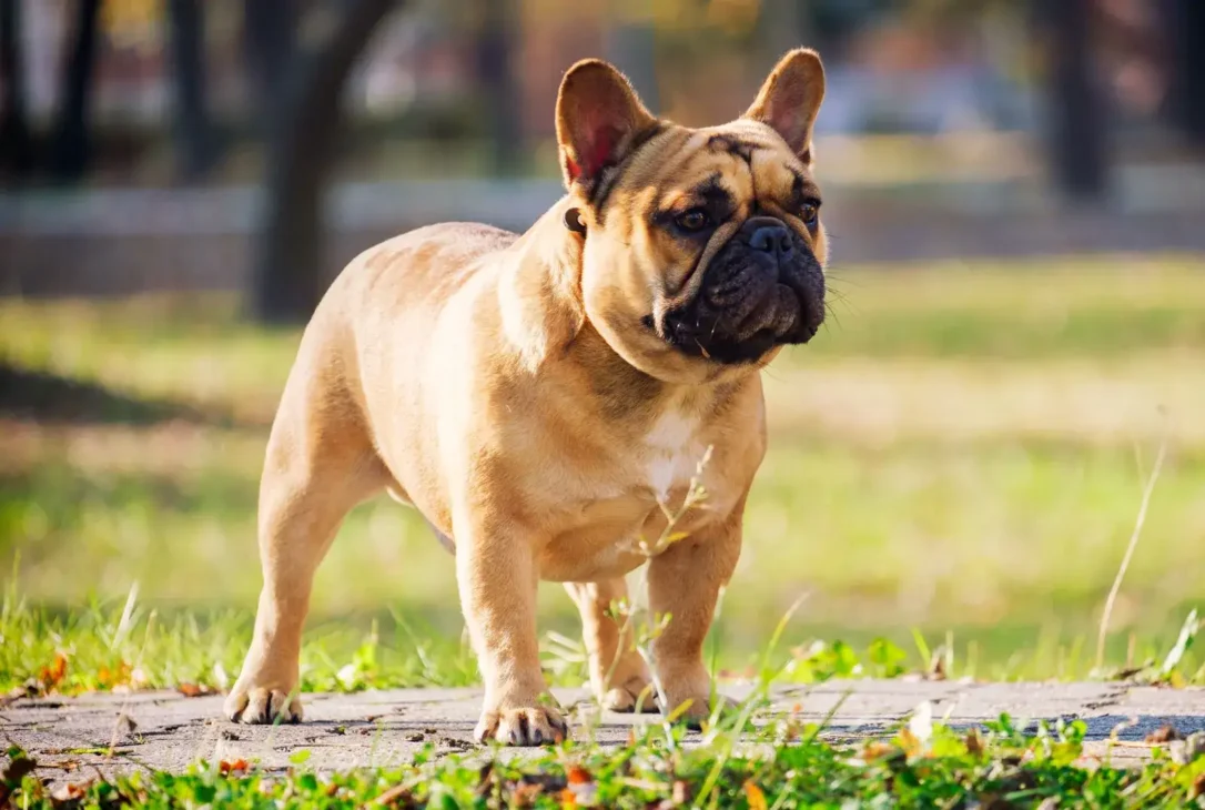 anjing french bulldog sedang berdiri di rerumputan