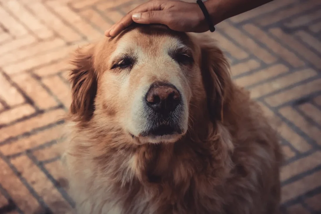 golden retriever sedang di elus di kepala