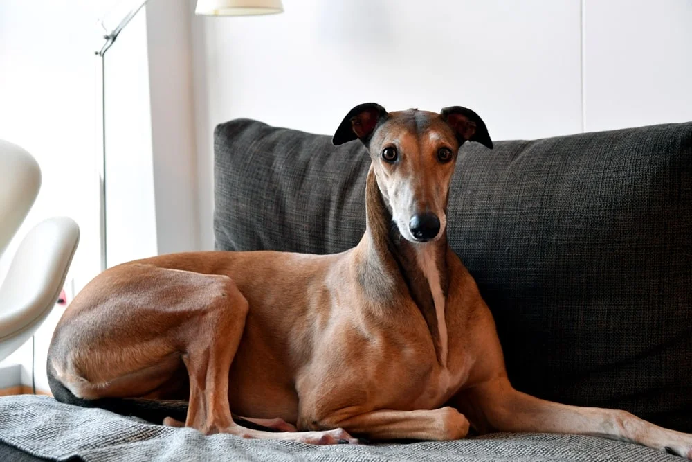 anjing greyhound berabring di atas kasur kamar