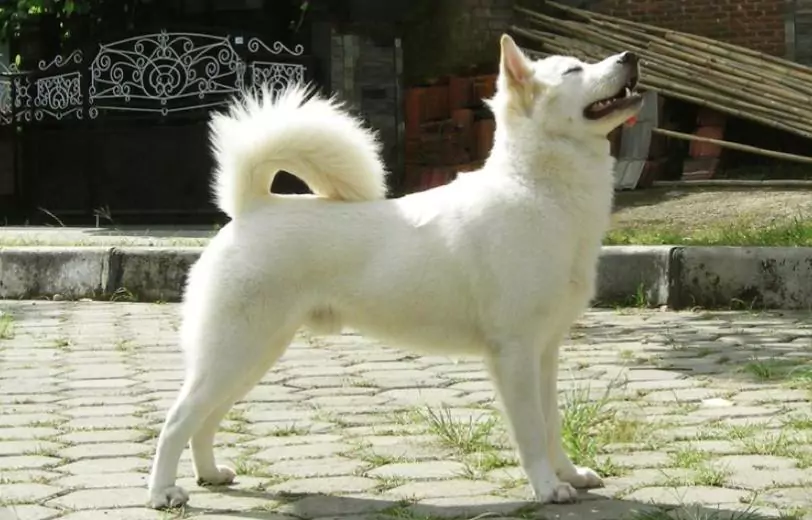 anjing kintamani dengan bulu putih sedang difoto dari sisi kanan