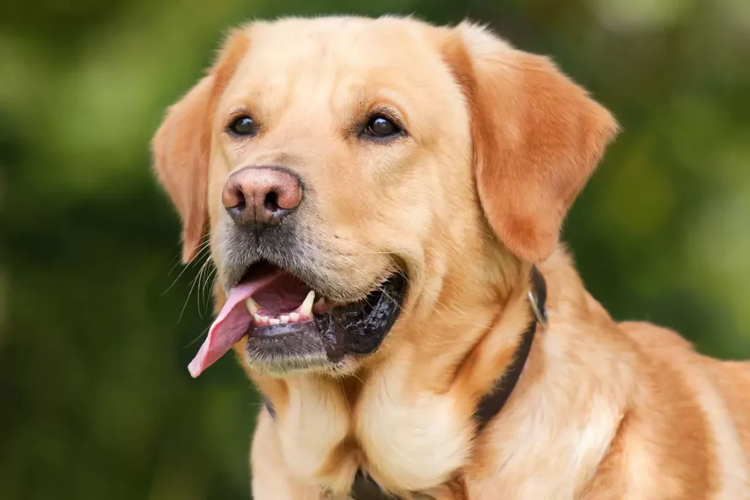 anjing labrador