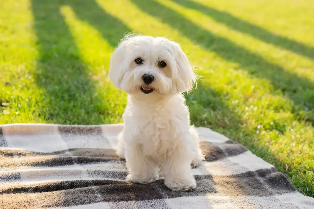 anjing maltese sedang tersenyum di tempat piknik