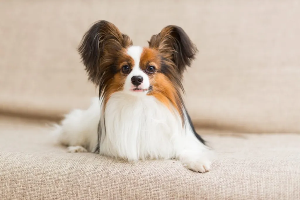 anjing papillon berbaring di atas sofa rumah