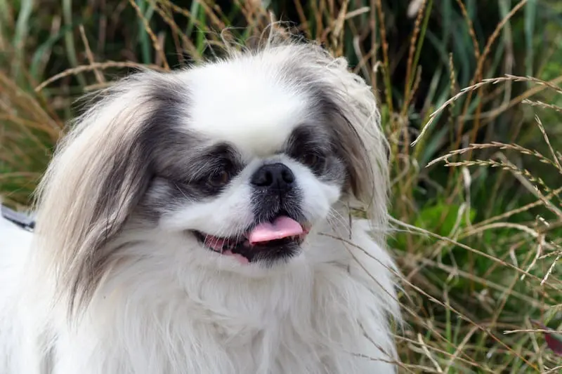 anjing pekingese sedang tersenyum