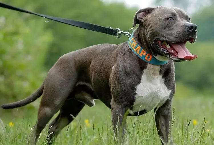 anjing pitbull berdiri di atas rerumputan