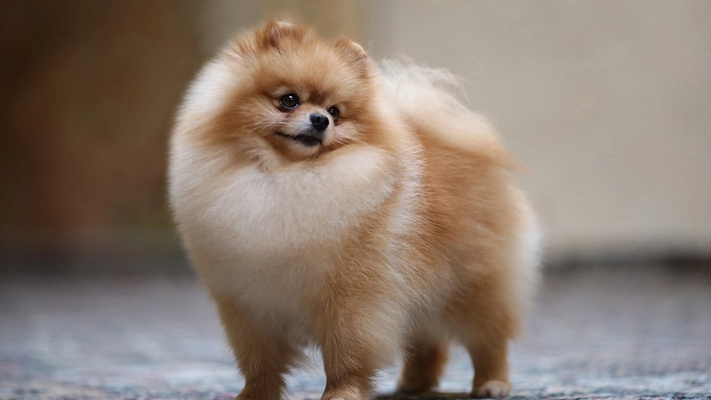 anjing pomerian sedang berdiri
