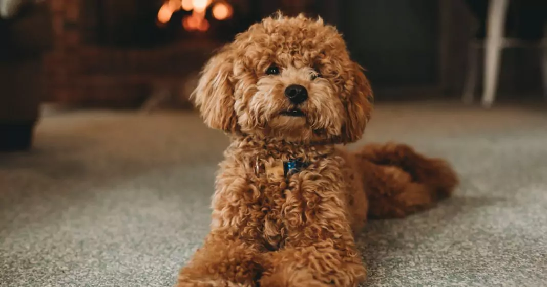 anjing poodle sedang berbaring di karpet rumah