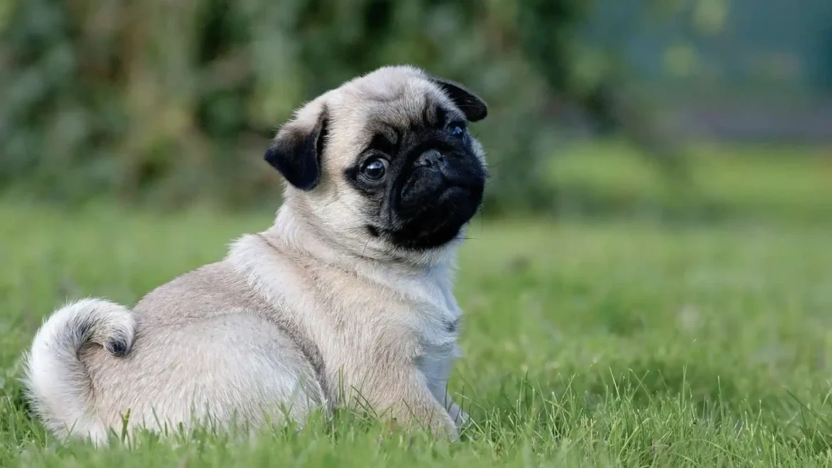 anjing pug sedang duduk di taman