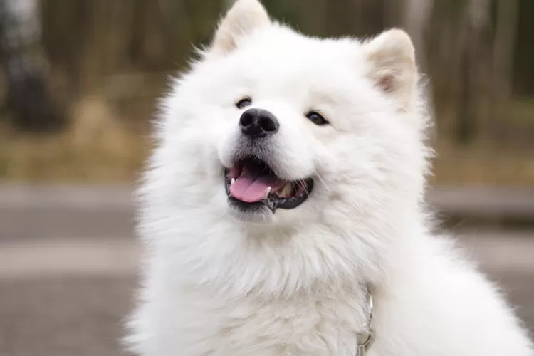 anjing samoyed sedang tersenyum