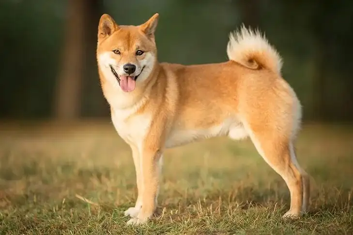 anjing shiba inu menghadap ke samping