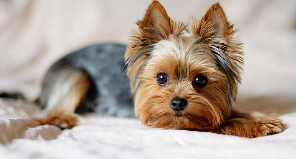 anjing yorkshire terrier sedang berbaring di atas karpet rumah