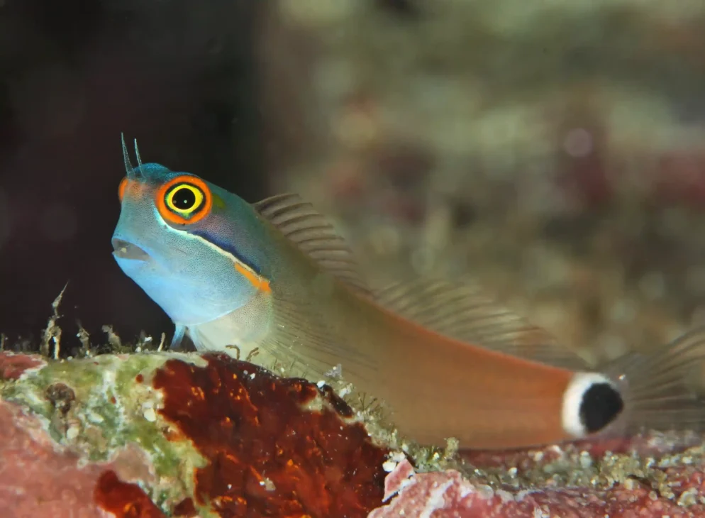 blenny fish scaled