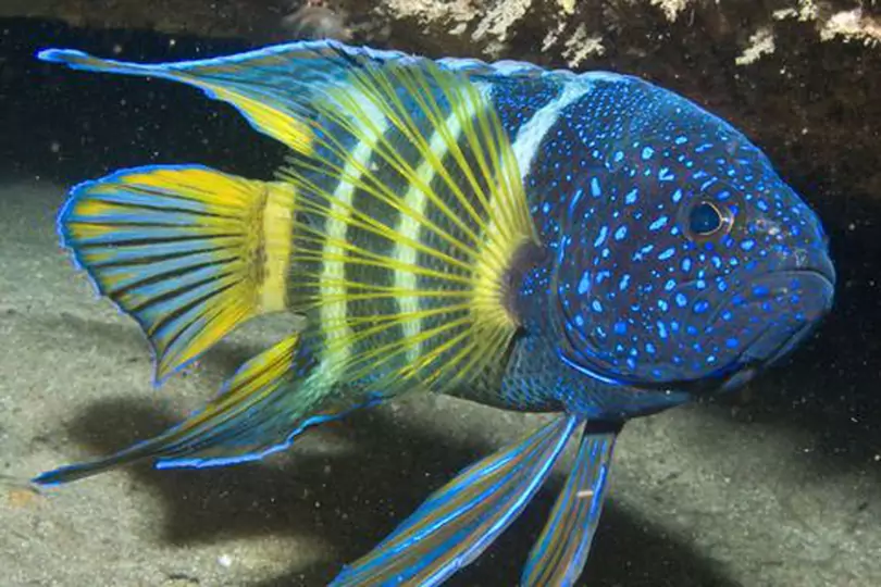 blue devil