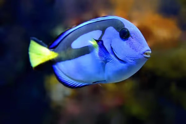 bluetang