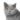 british short hair cat