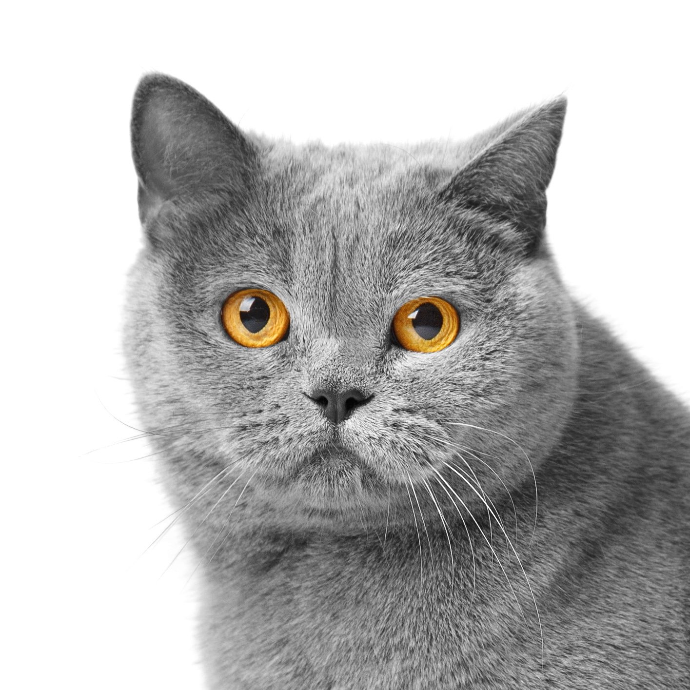 british short hair cat