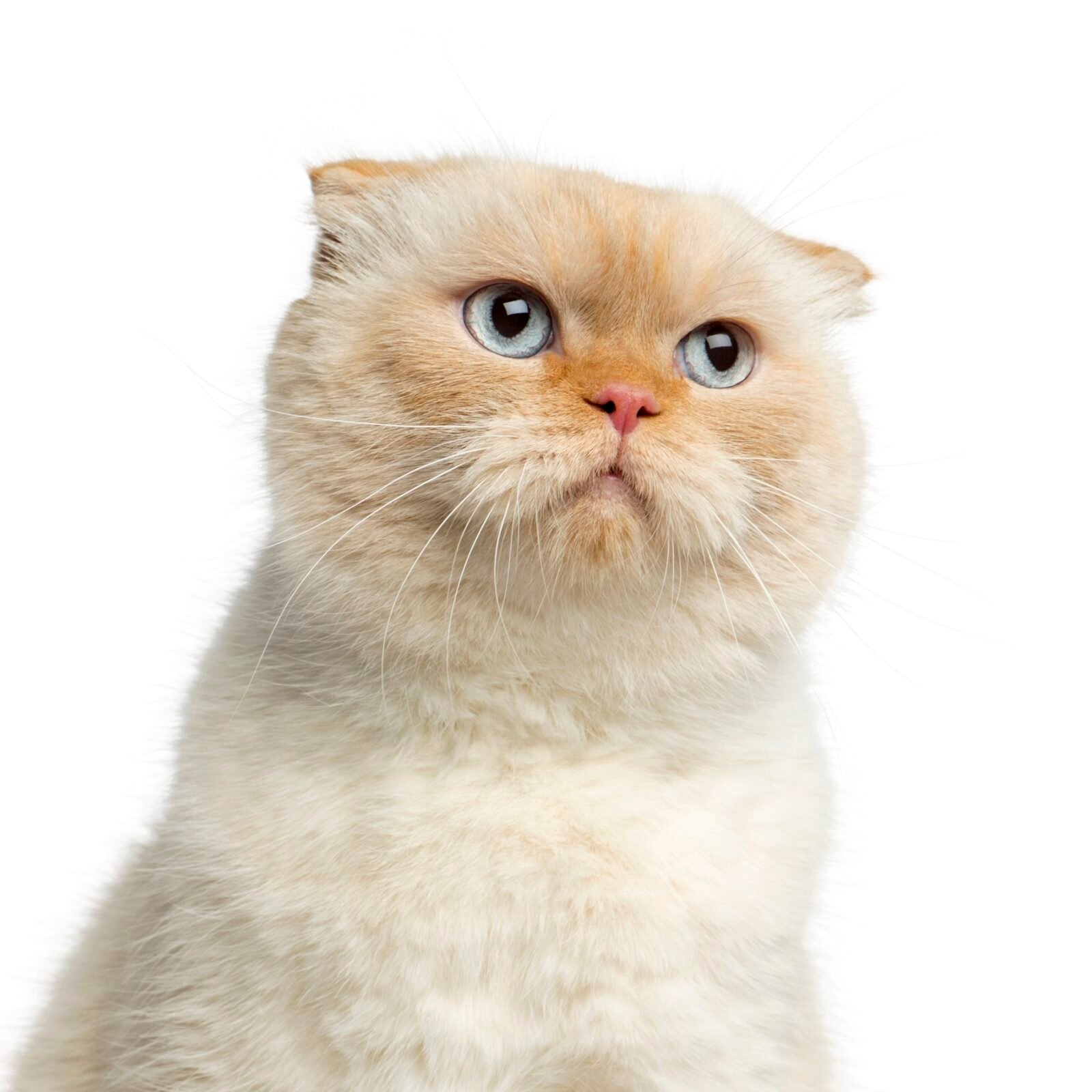 Scottish Fold Cat sitting in front of a white background