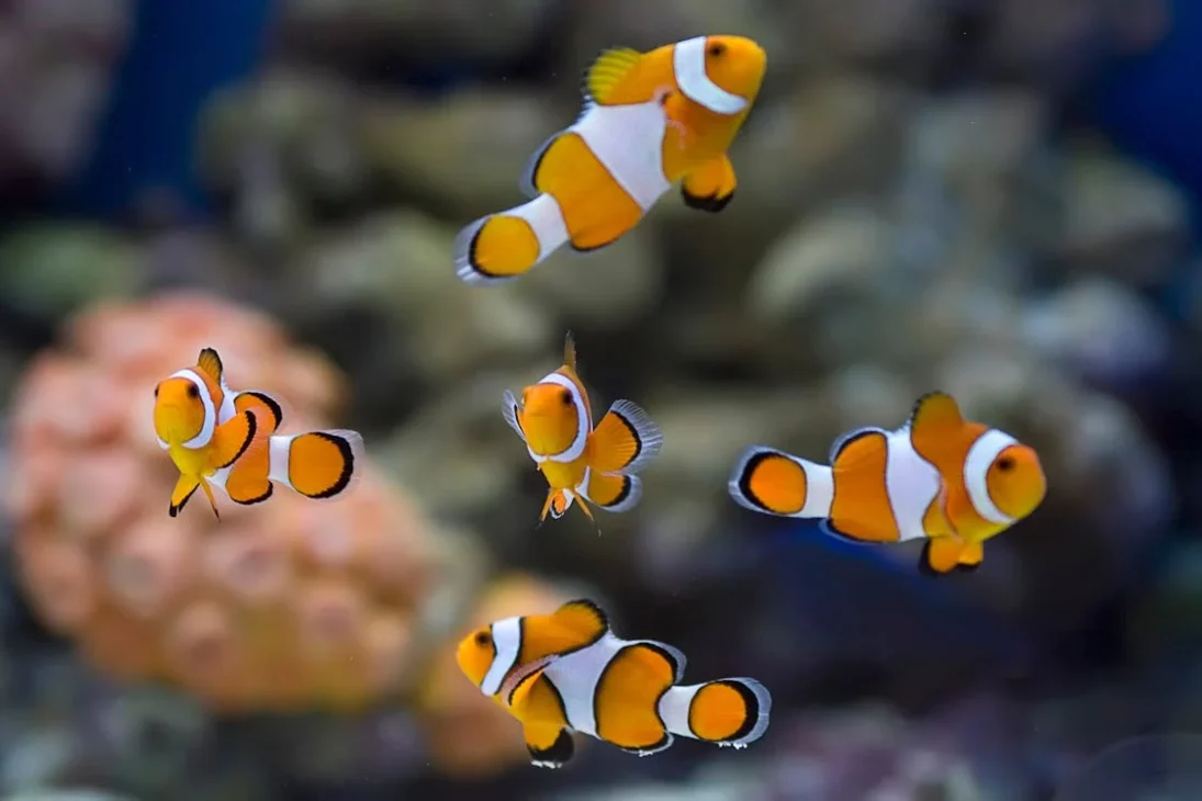 clown fish atau ikan badut