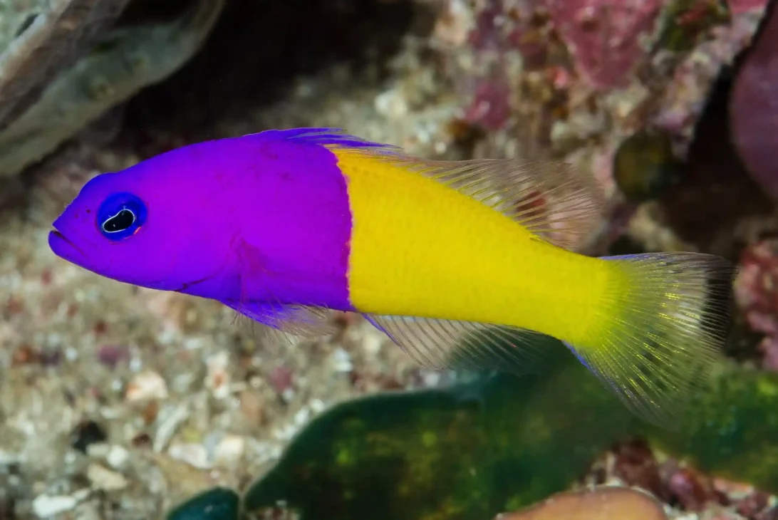 dottyback