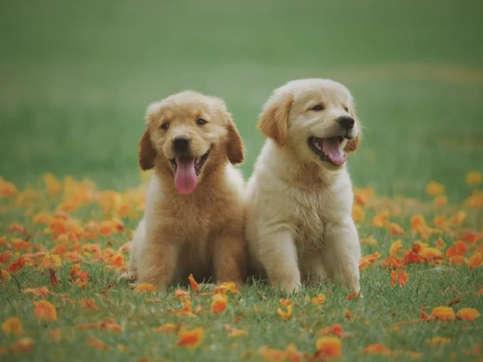 dua anak anjing golden retreiver sedang duduk di taman