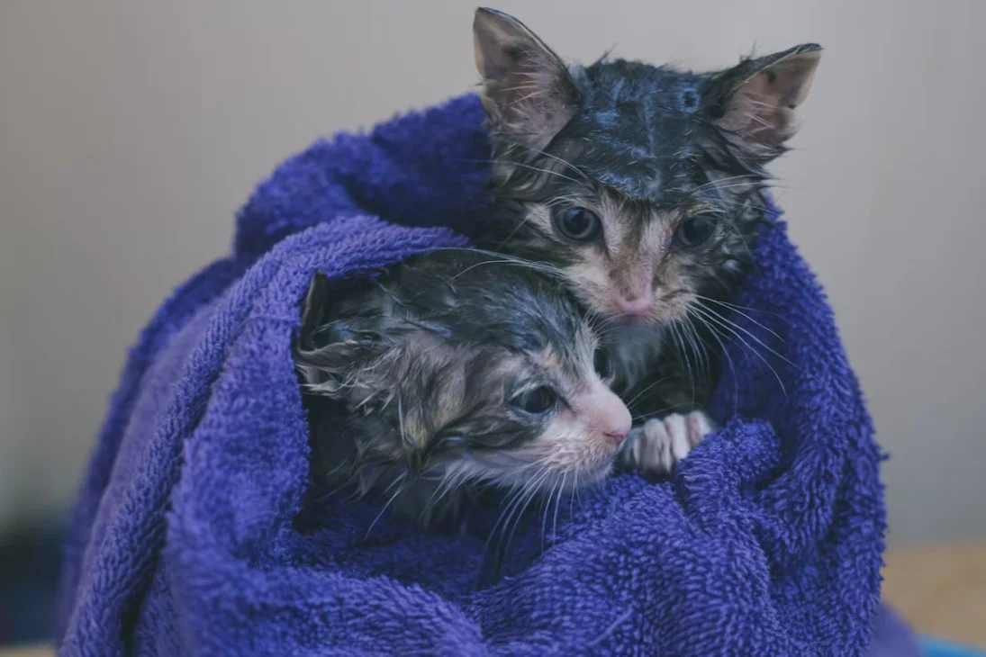 dua anak kucing dalam handuk
