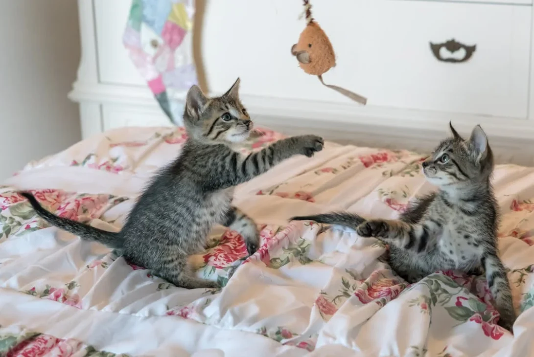 dua anak kucing bermain