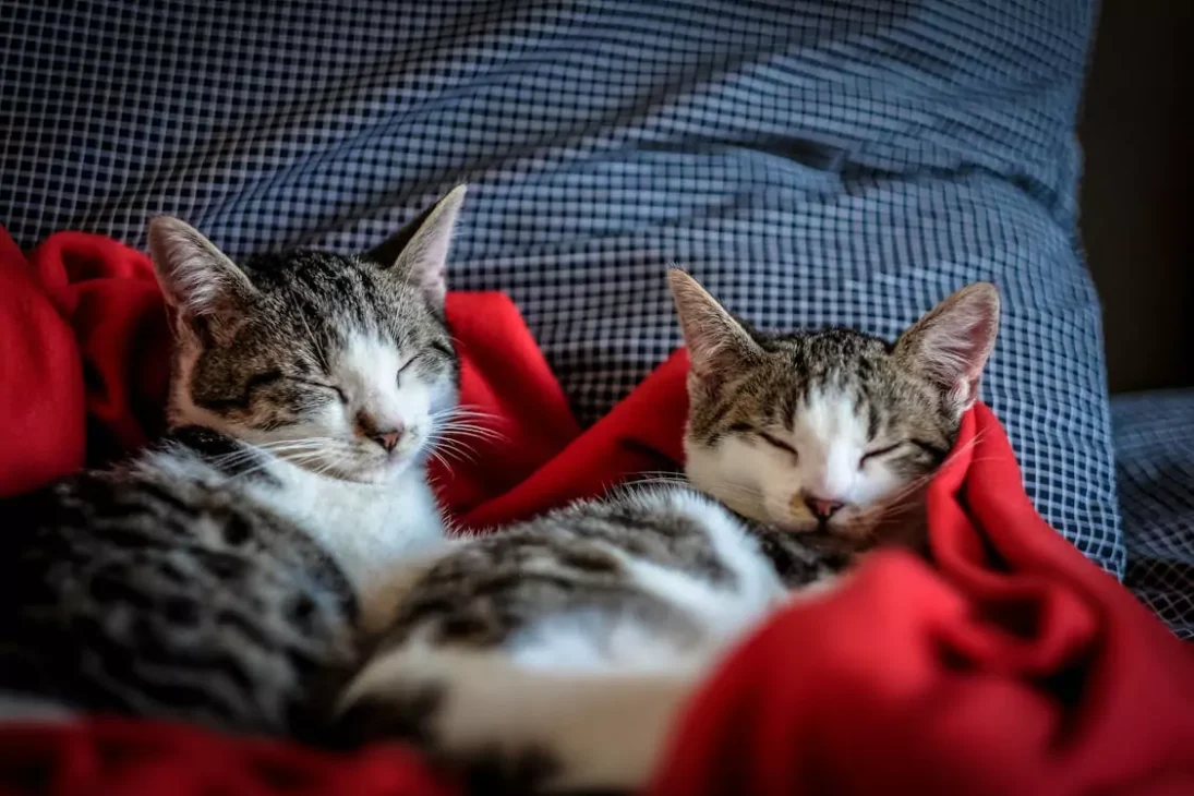 dua kucing sedang tidur