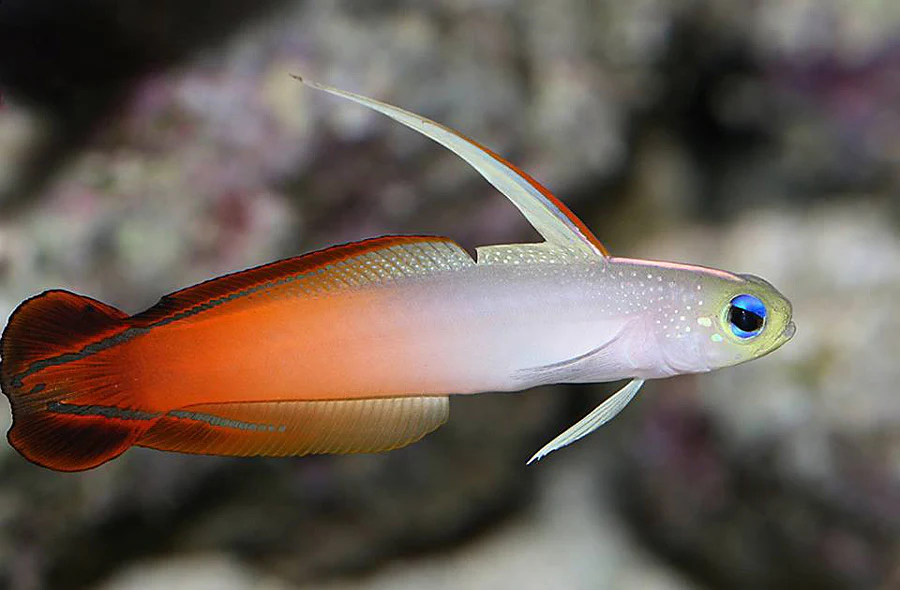 firefish