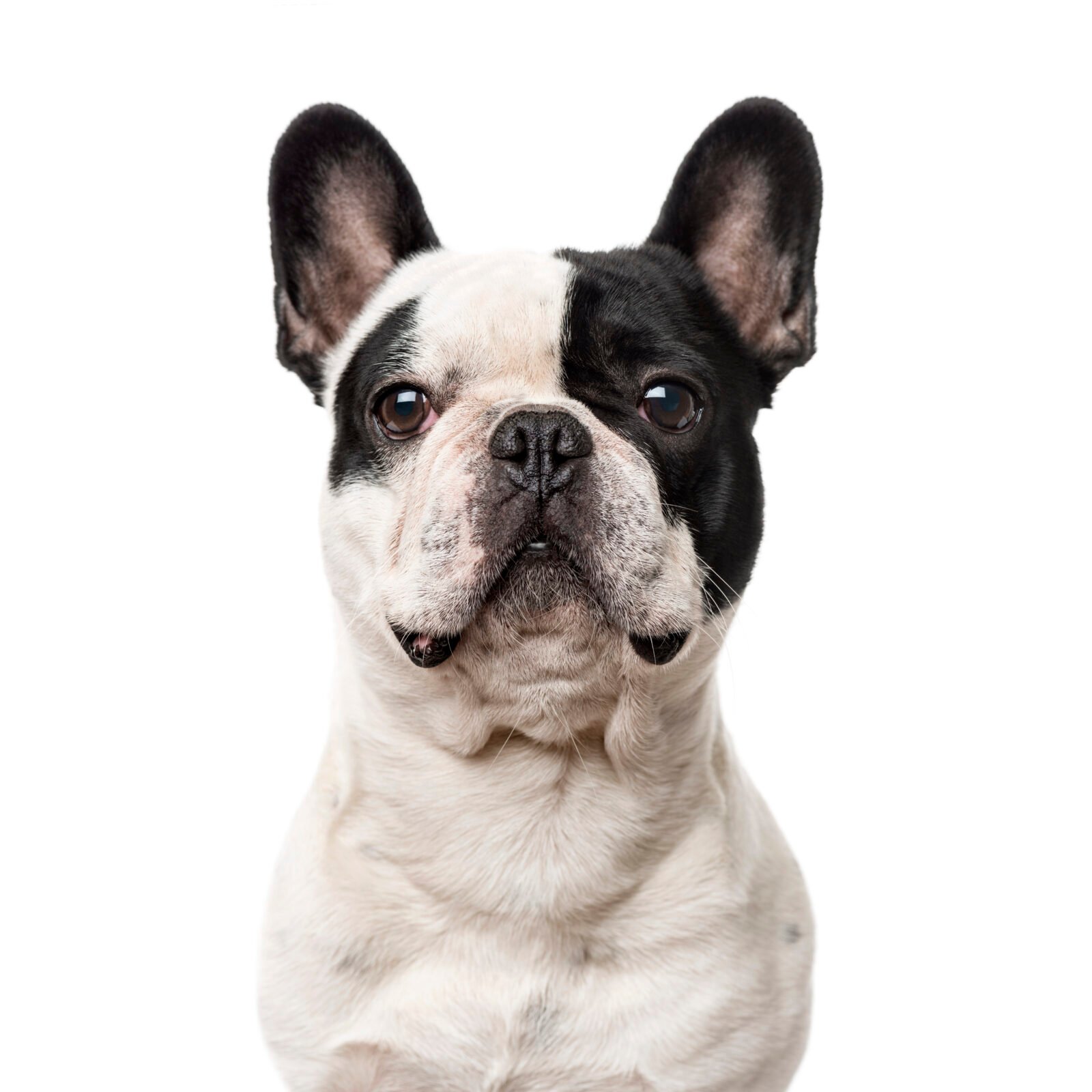 Close-up of a French Bulldog looking at the camera, isolated on white