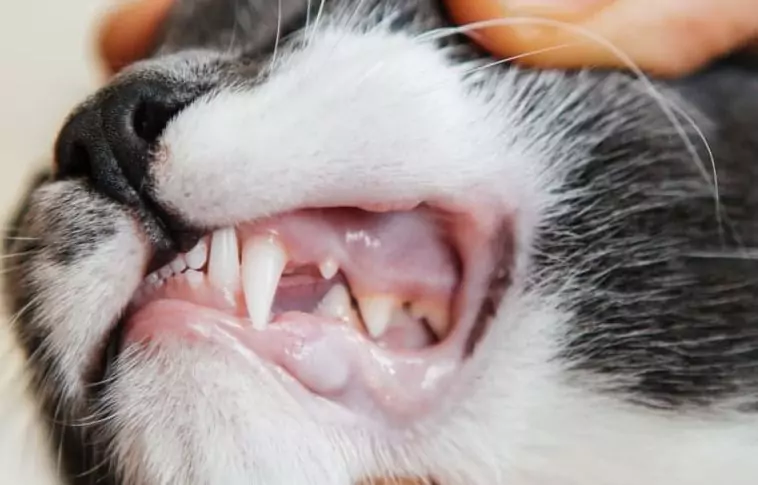 gigi kucing