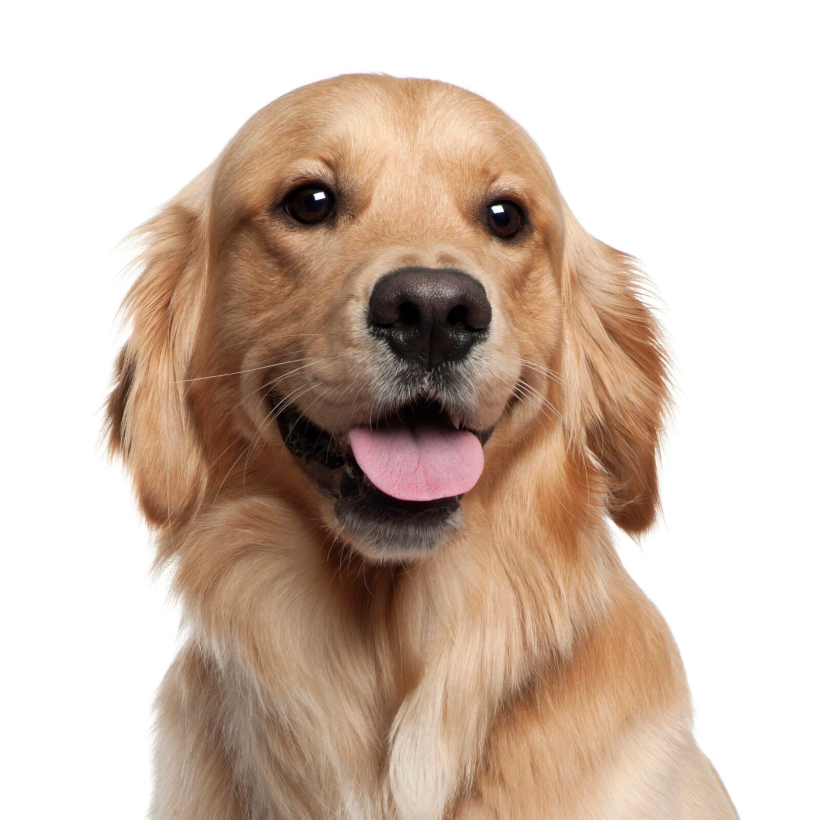 Golden Retriever, 1 and a half years old, sitting in front of white background