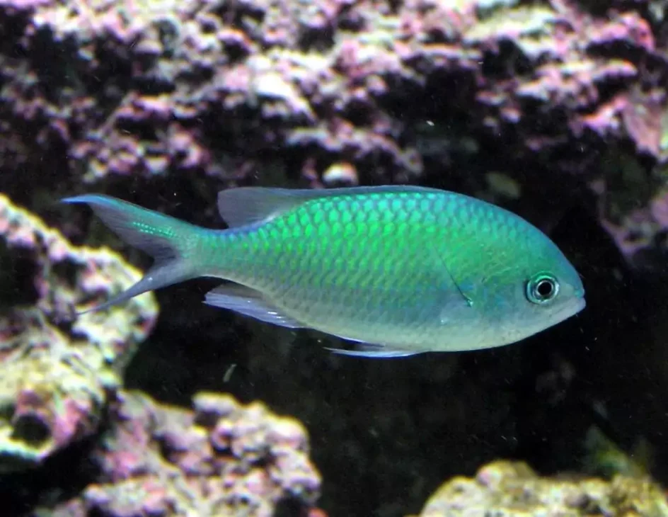 green chromis